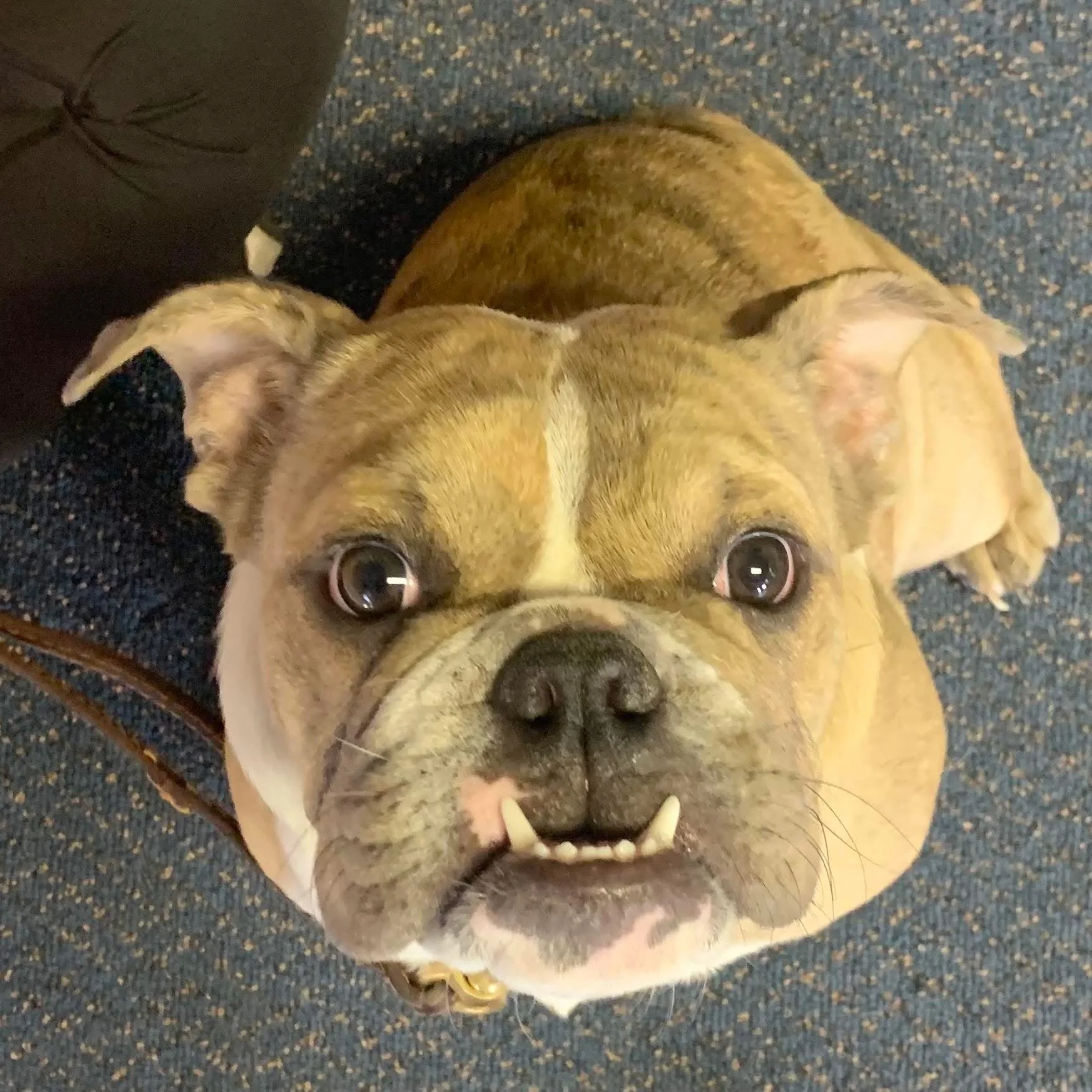 Close-up of an adorable bulldog with big, expressive eyes, showing its teeth, lying on a blue speckled carpet with a person's leg nearby.