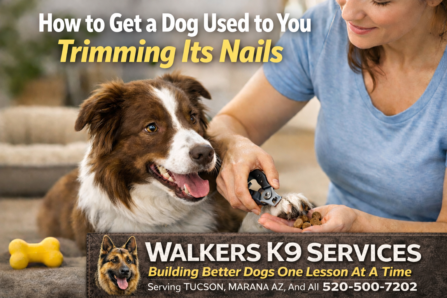 A woman trims her dog's nails with a grooming tool, smiling. The dog is a brown and white border collie with a happy expression. Text promotes Walkers K9 Services, a dog training business in Tucson and Marana, Arizona.