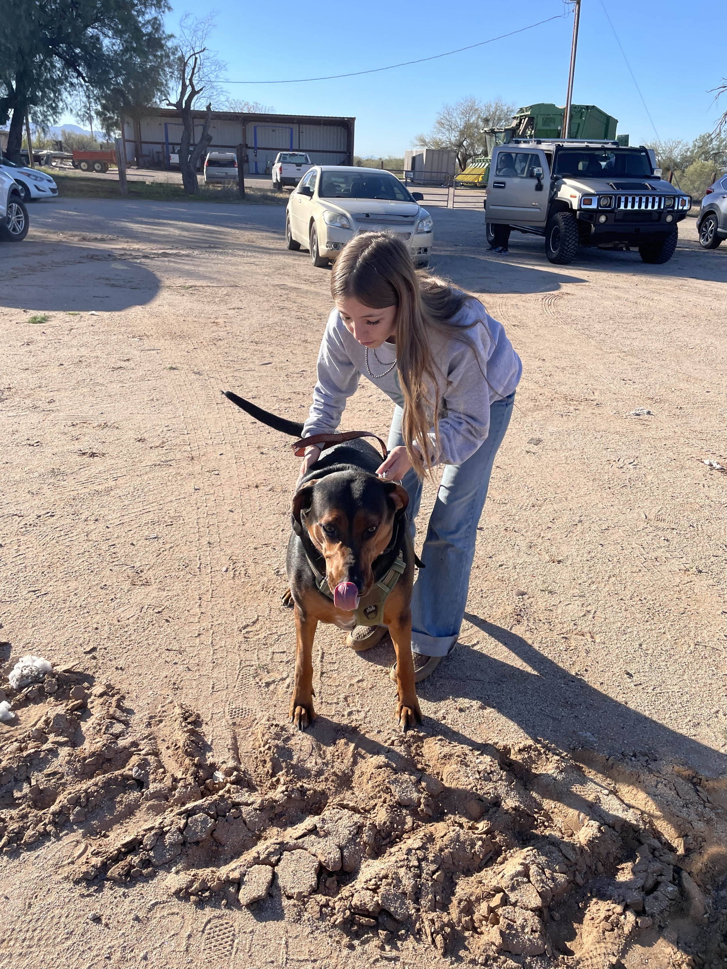 A girl with long hair in a grey hoodie and jeans is standing in a dirt lot, holding a large black and brown dog on a leash. The dog is standing on a freshly dug patch of dirt, and the girl is sticking her tongue out. There are parked cars and a building in the background on a sunny day.