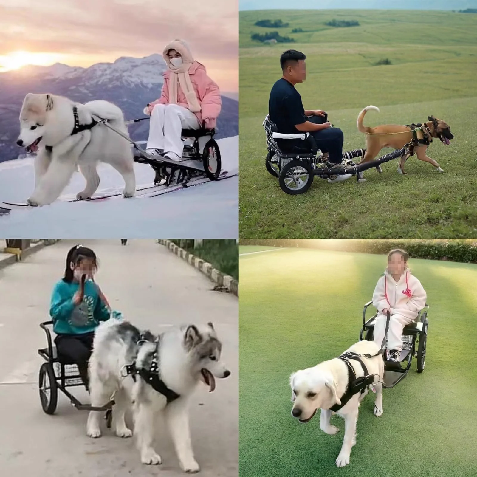 Four children in wheelchairs with service dogs in outdoor settings. Top left: A girl in a pink jacket with a mask sitting on a wheelchair pulled by a Siberian Husky in snowy mountains. Top right: A boy in a black shirt with a disability wheelchair outside on green grass with a brown and black dog. Bottom left: A girl in a blue sweater riding a wheelchair with a large fluffy Siberian Husky in an urban street. Bottom right: A girl in a white hoodie sitting in a wheelchair with a service dog on grassy field.