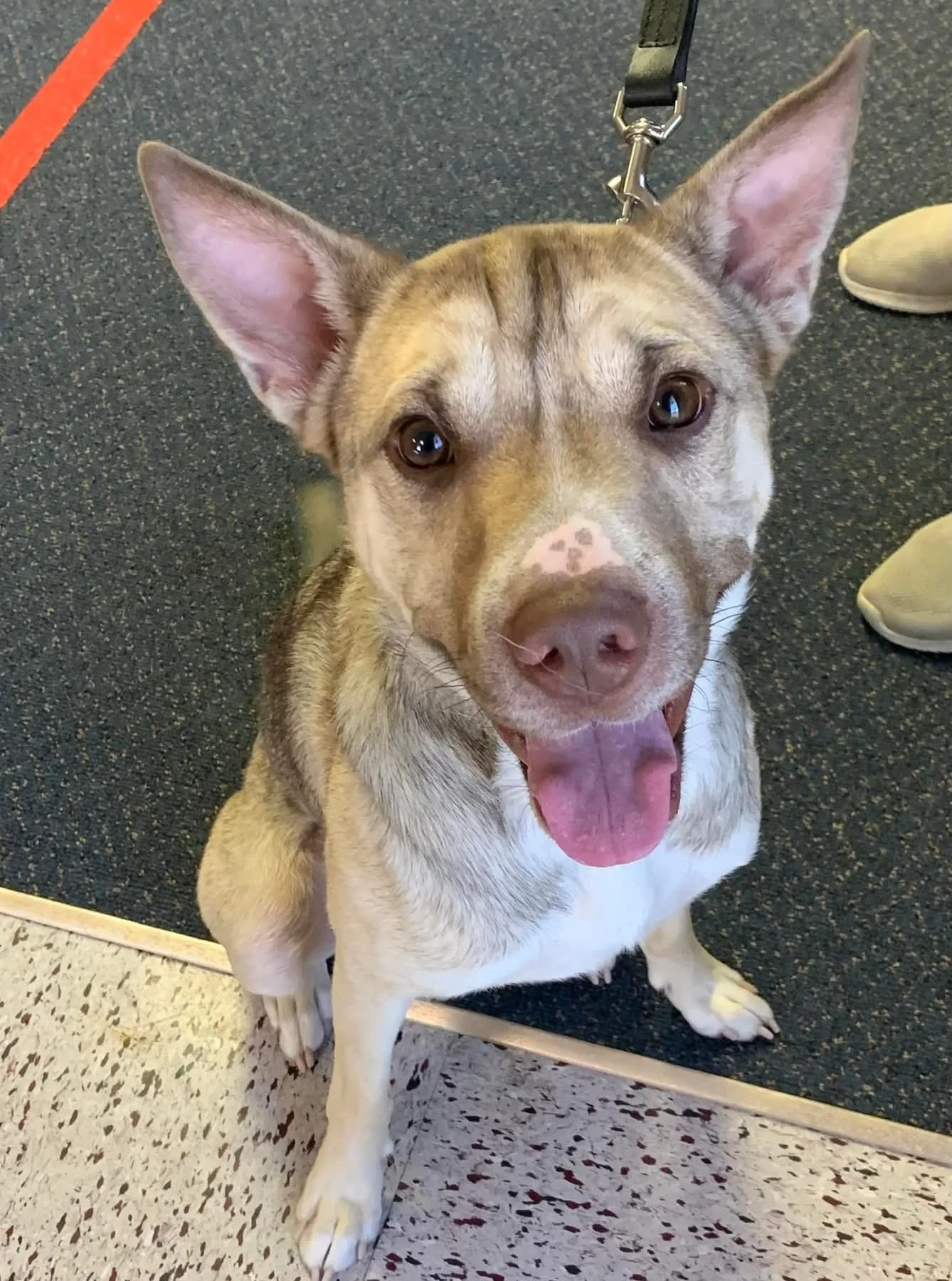A happy dog with a tan and white coat, sitting on a floor, looking up with ears perked, tongue out, wearing a harness, next to a person in white shoes.