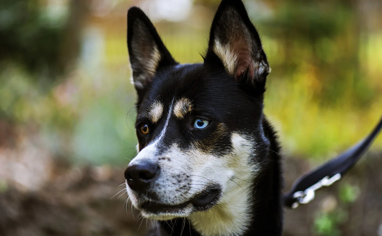 Close-up photograph of a husky dog with one blue eye and one brown eye, outdoors in a natural setting with blurred greenery in the background.