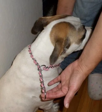 A dog with a pink collar being petted by a person, with part of a leg and foot visible.