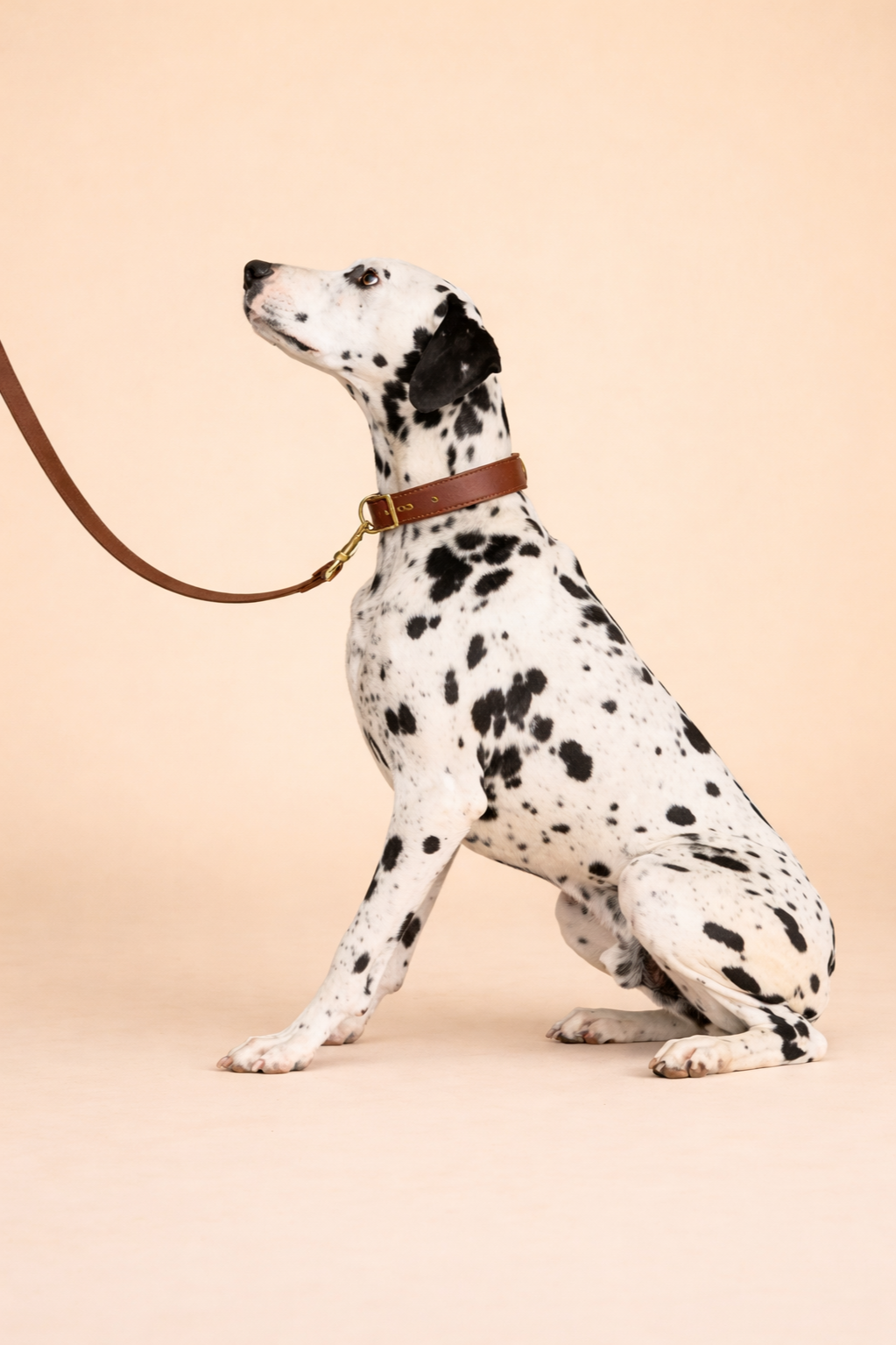 Trusted professional Pack walk private dog walk with We Made Fetch Happen dogs enjoying a structured group walk or one-on-one walk in Burlington, Ontario