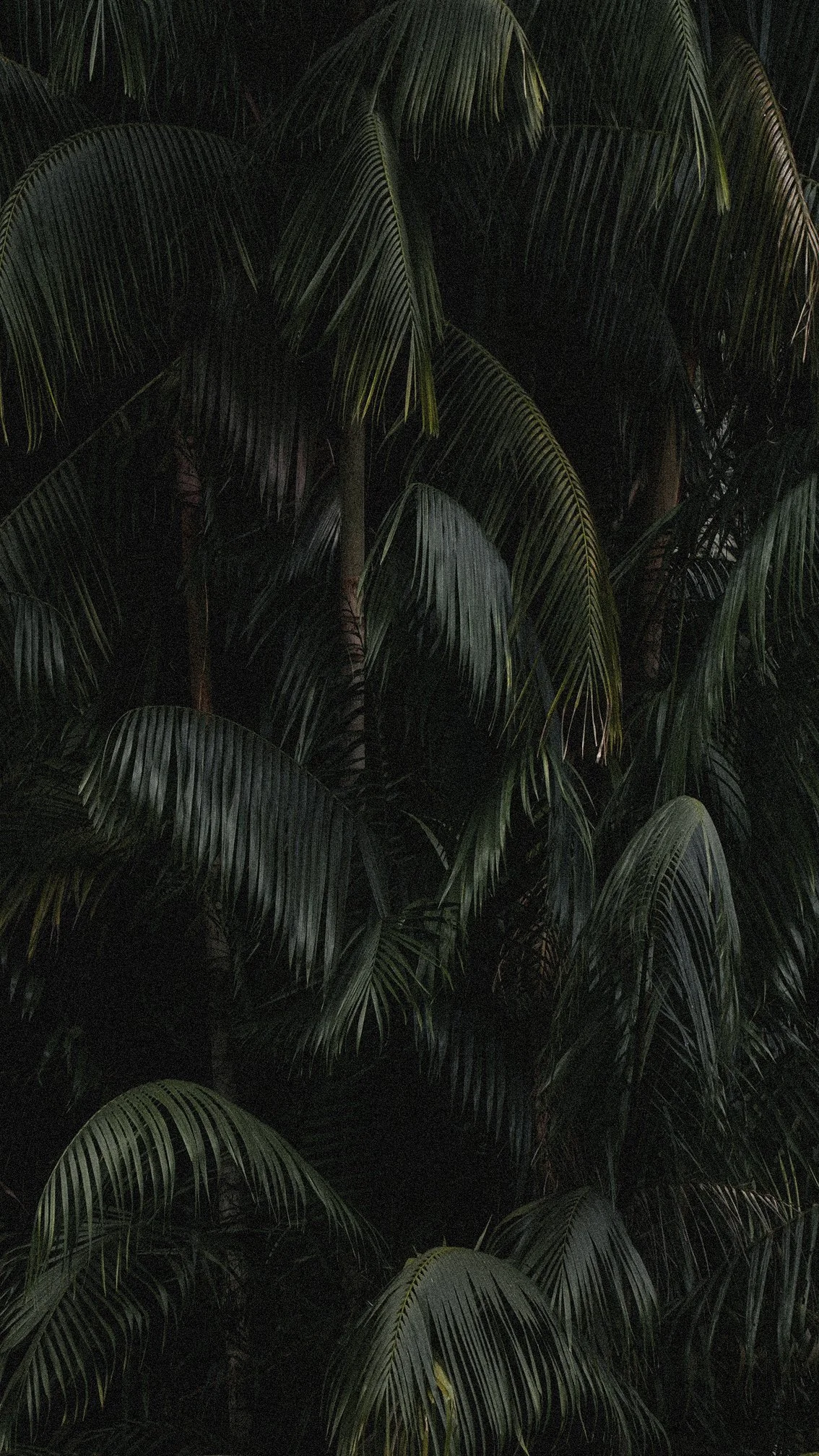 Dense cluster of palm leaves at night with dark background.