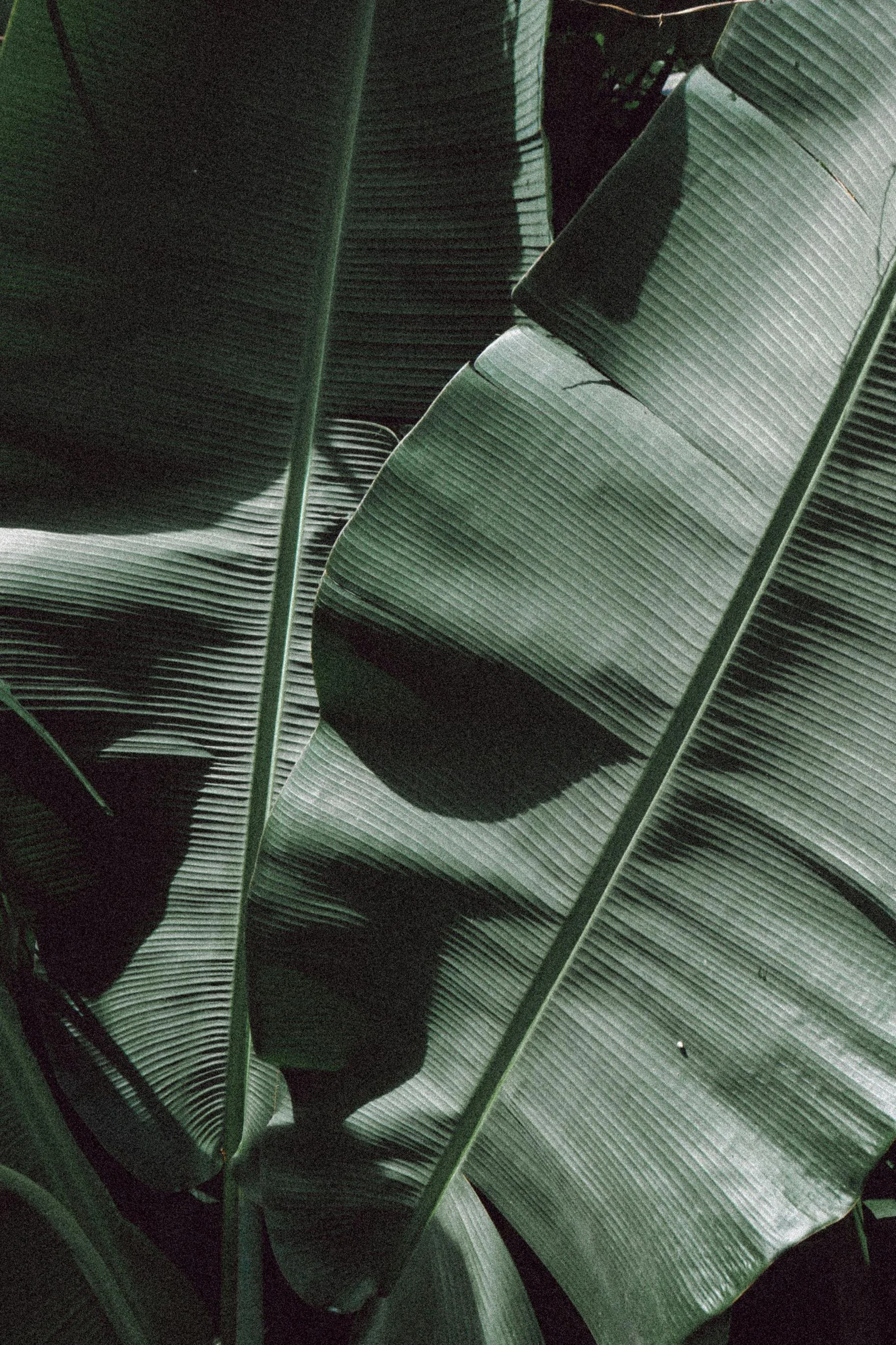 Close-up of green banana leaves with shadows and texture.