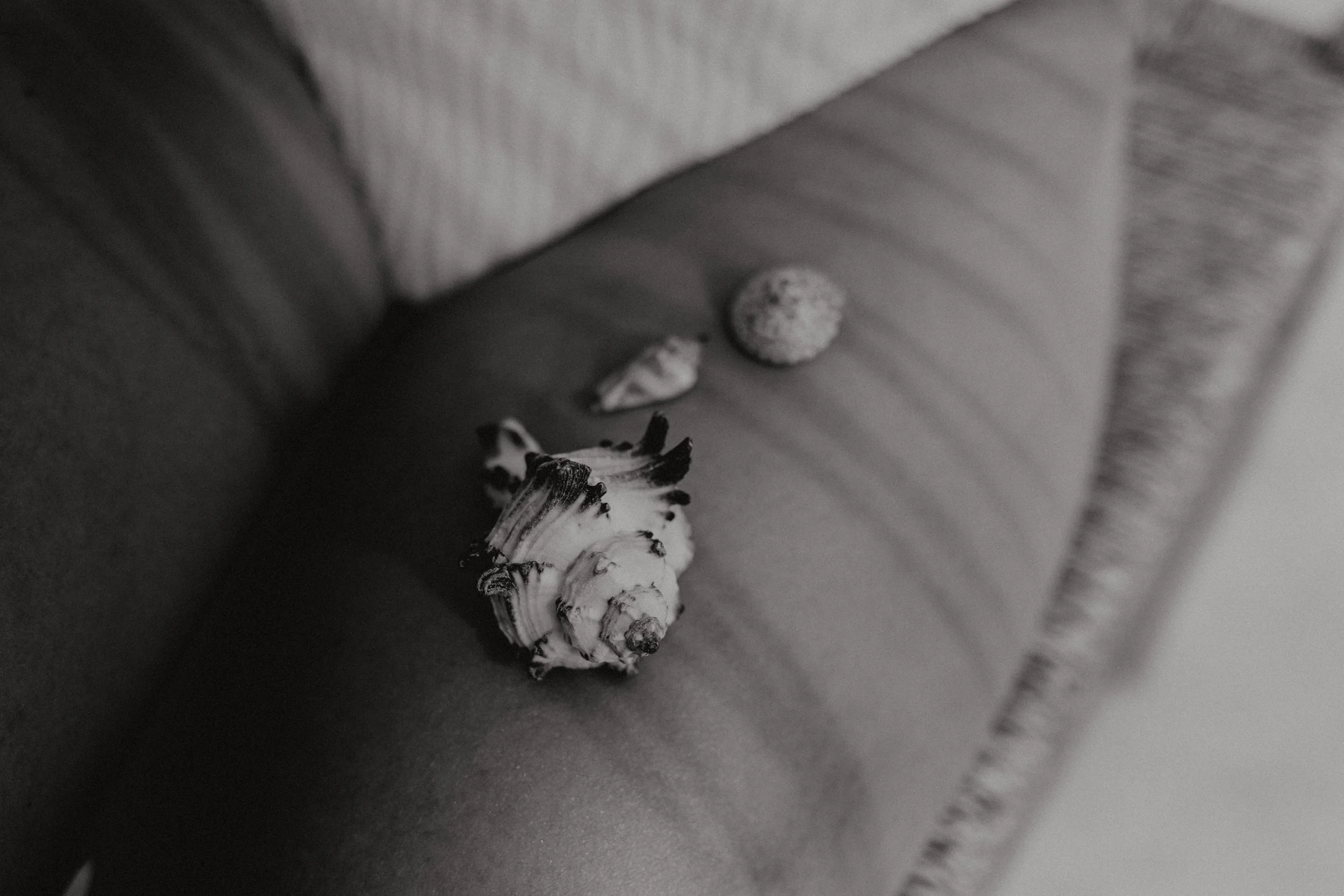 Several seashells arranged on a couch armrest, in black and white.