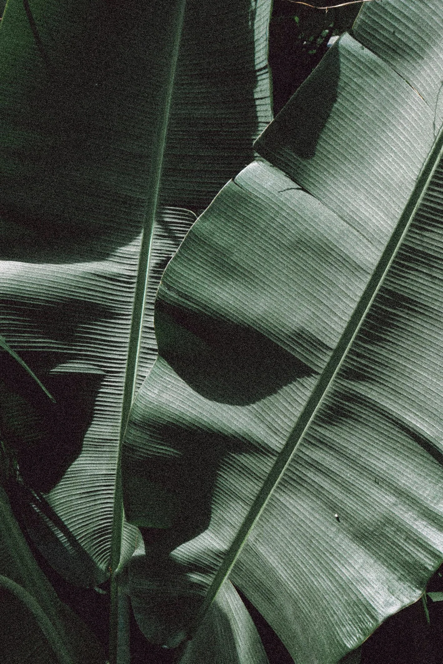 Close-up of large green tropical plant leaves, with shadows and detailed vein patterns.