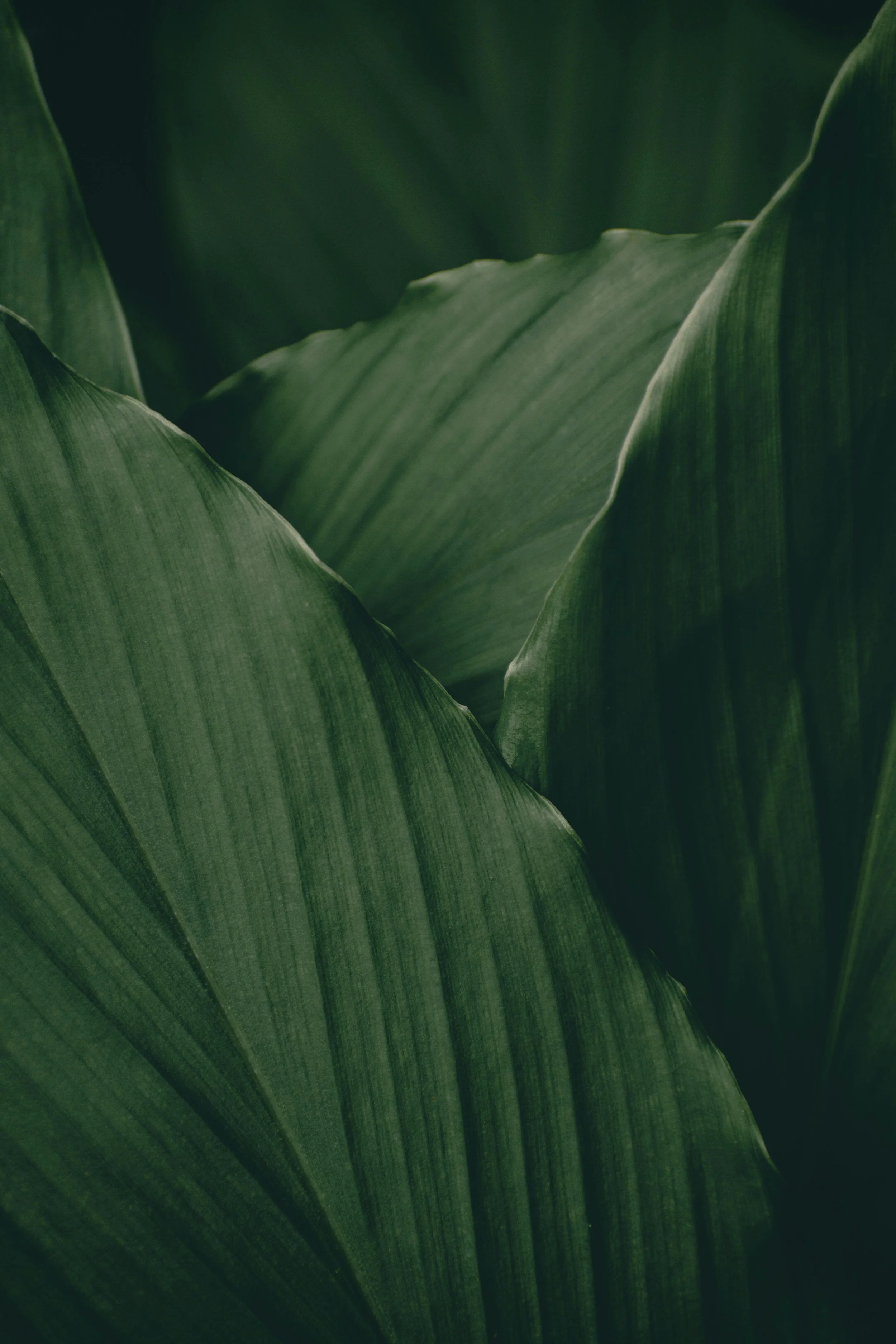 Close-up of large green leaves with prominent veins, overlapping each other.