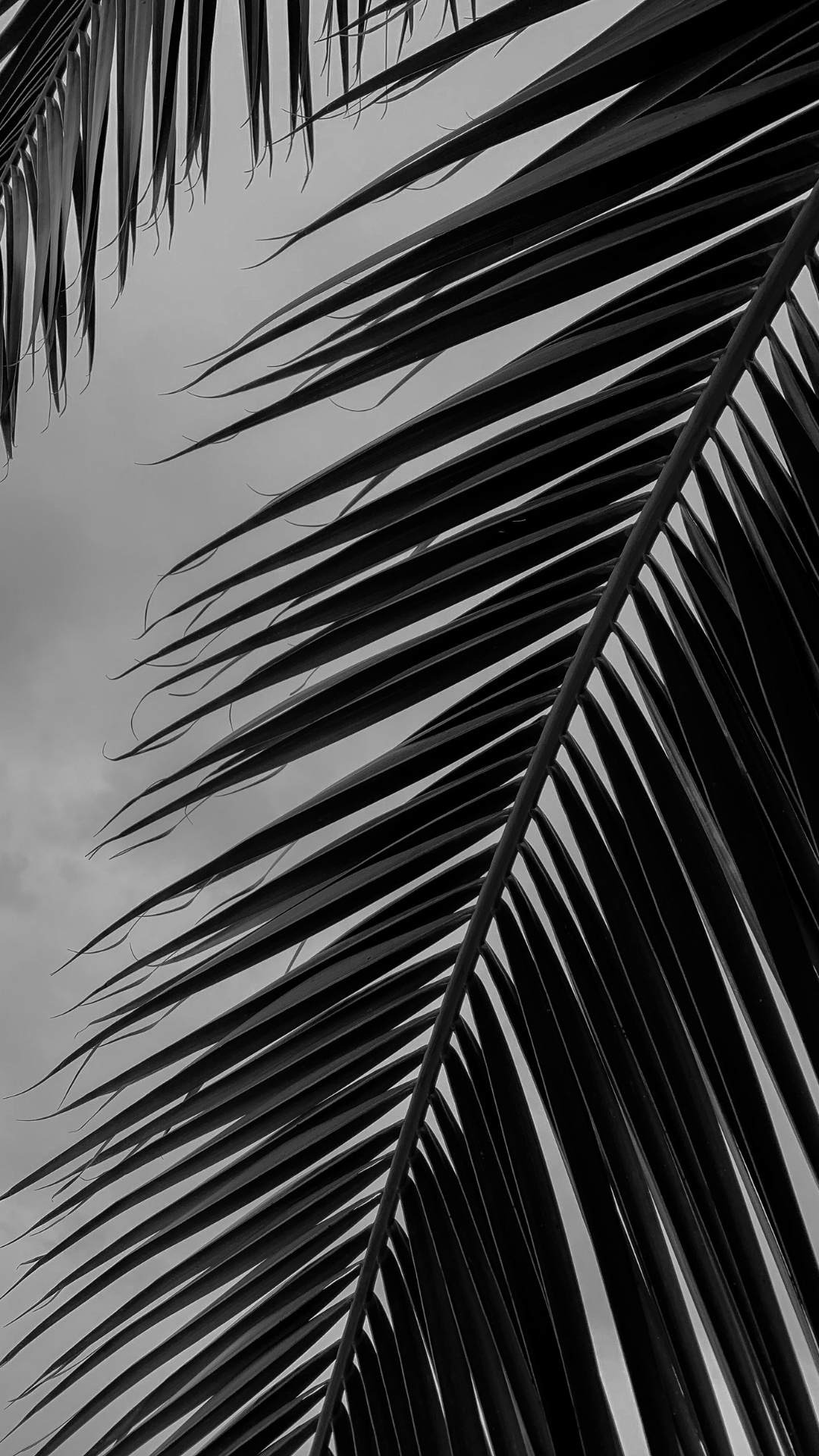 Black and white photo of palm fronds against a cloudy sky.