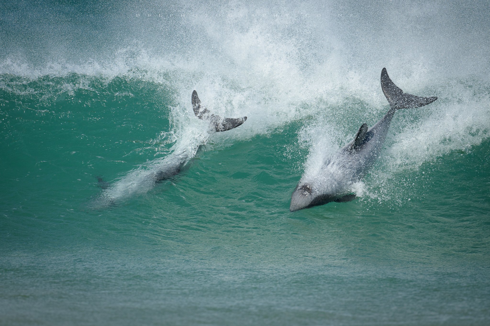 Two sharks breach the surface of the ocean, jumping out of the water amidst a splash and wave.