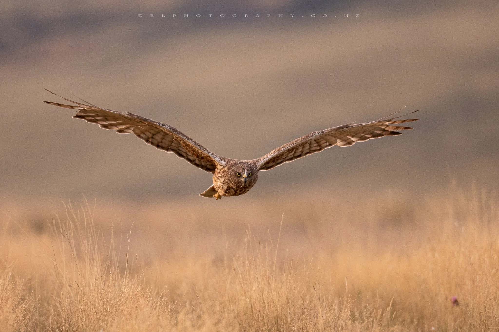 A hawk with outstretched wings flying low over dry grassy field.