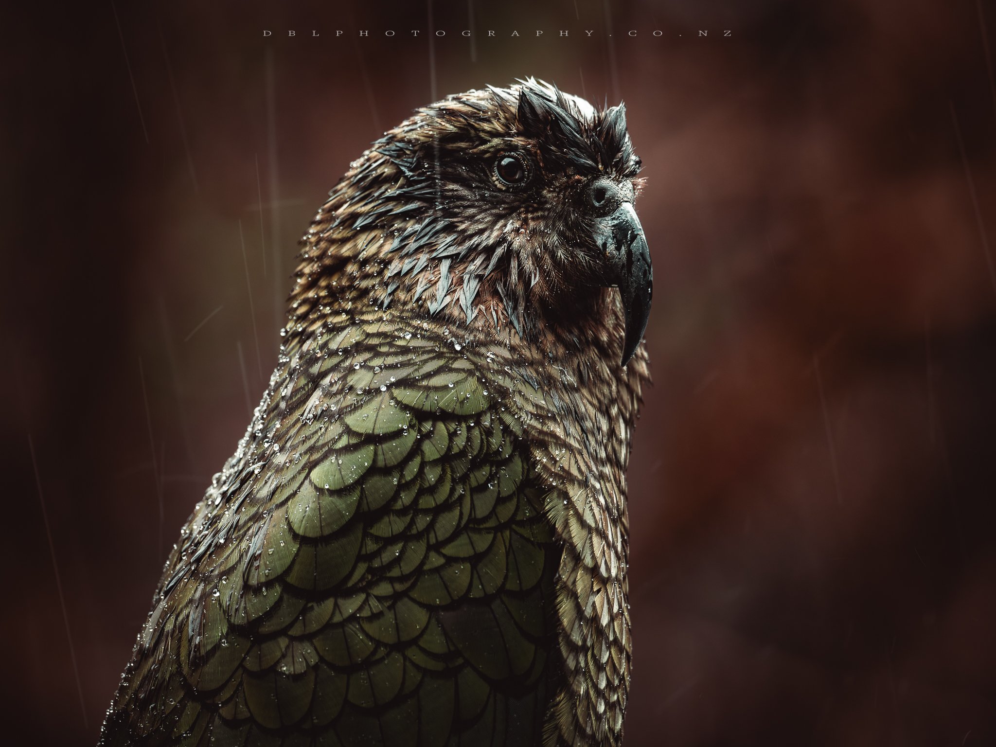 Close-up of a wet kea, a green and brown parrot with water droplets on its feathers, against a blurred dark background.