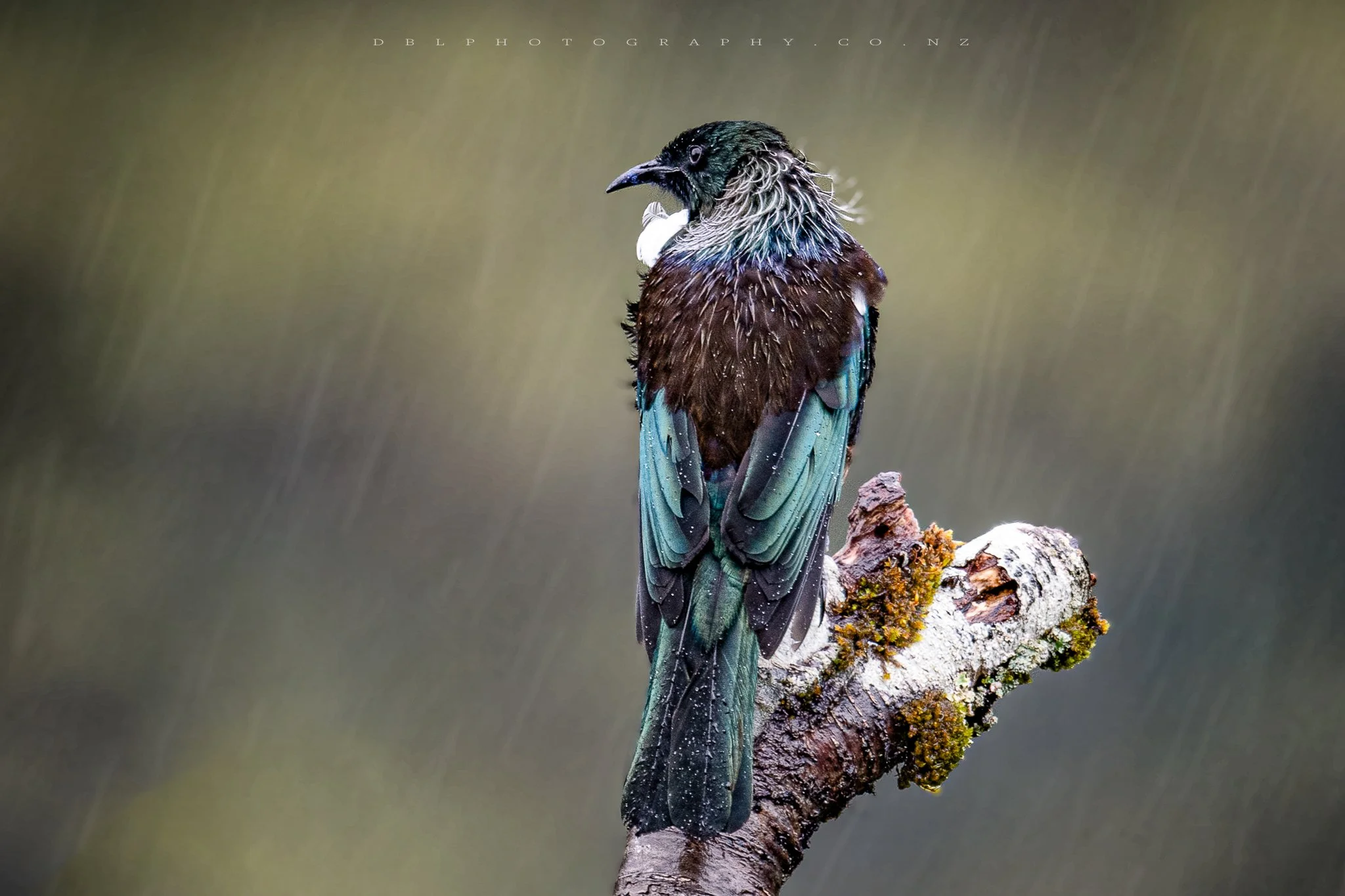 A bird with iridescent green and brown feathers perched on a moss-covered branch during rain.