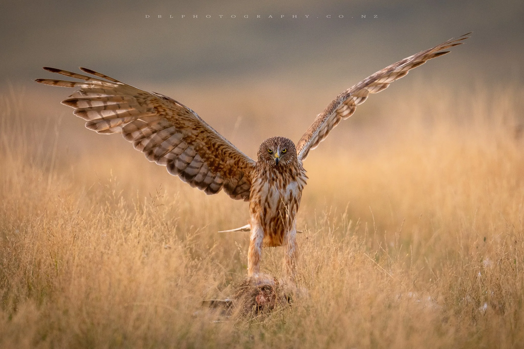 A hawk with wings spread wide standing over its prey in a grassy field.