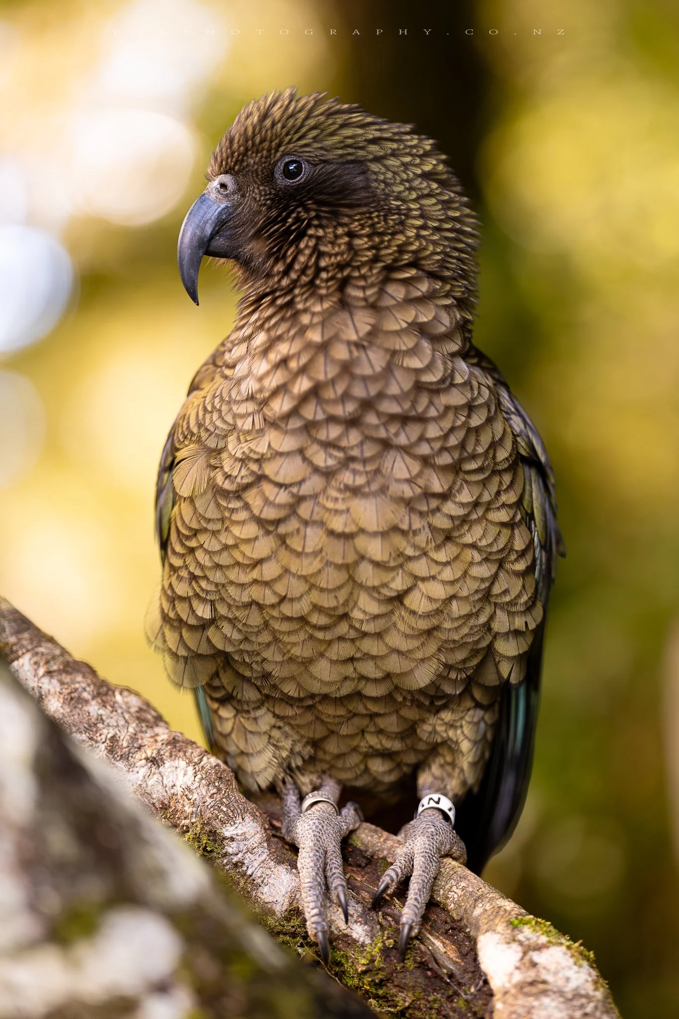 Close-up of a brown bird of paradise perched on a tree branch, with detailed feathers and a dark beak, against a blurred background of green and beige.
