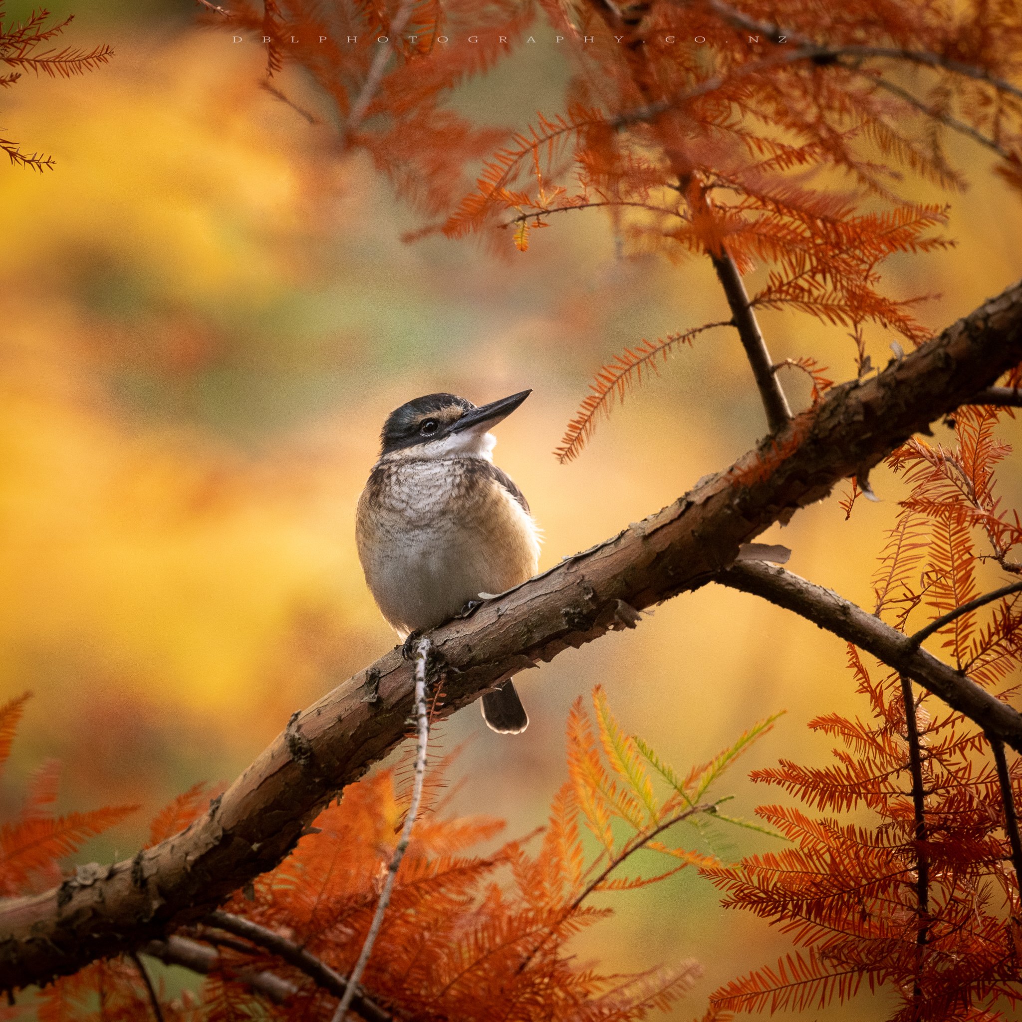 A small bird perched on a tree branch among orange and red leaves with a blurred fall foliage background.