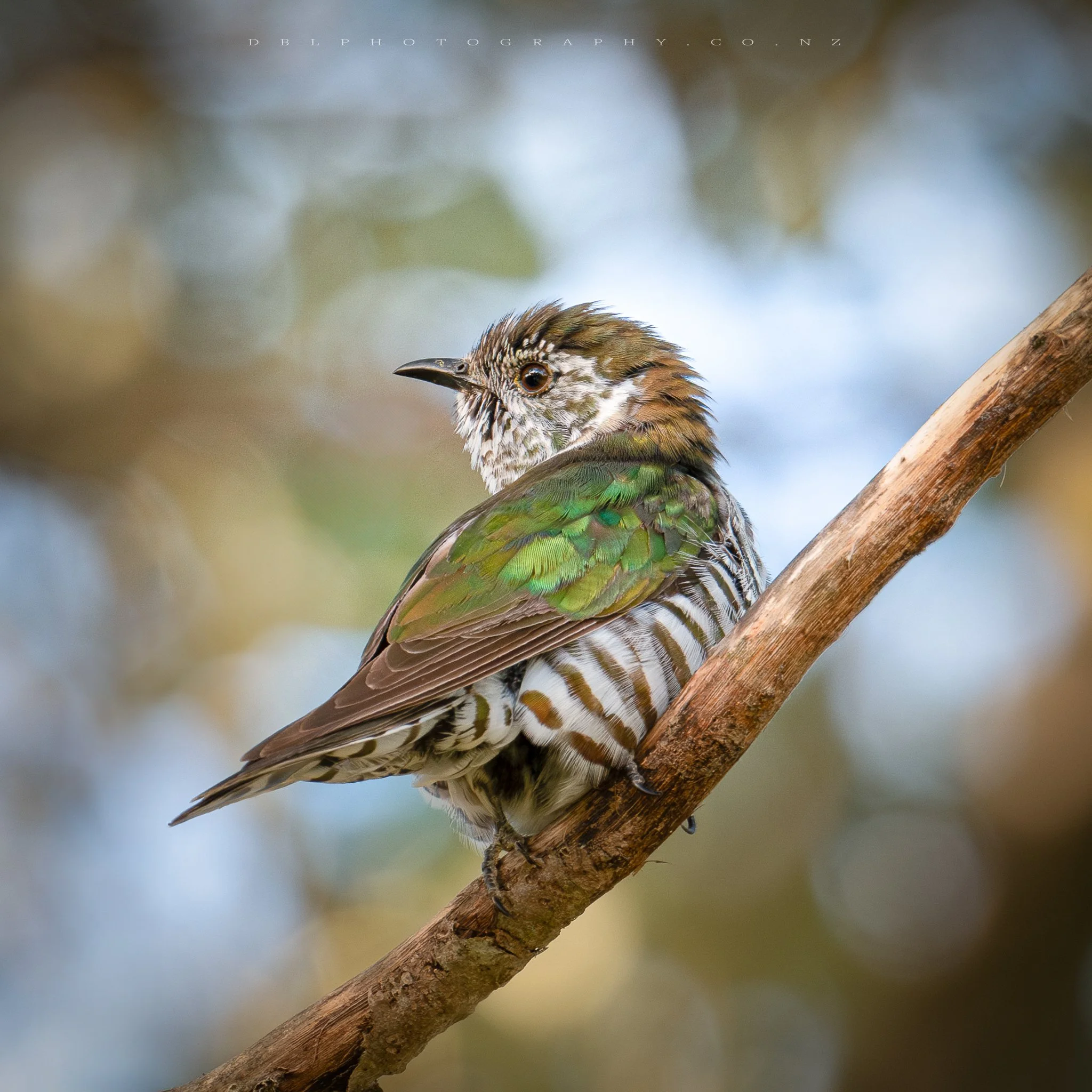 A bird perched on a tree branch with green, brown, and white feathers, and a striped belly, looking to the left.