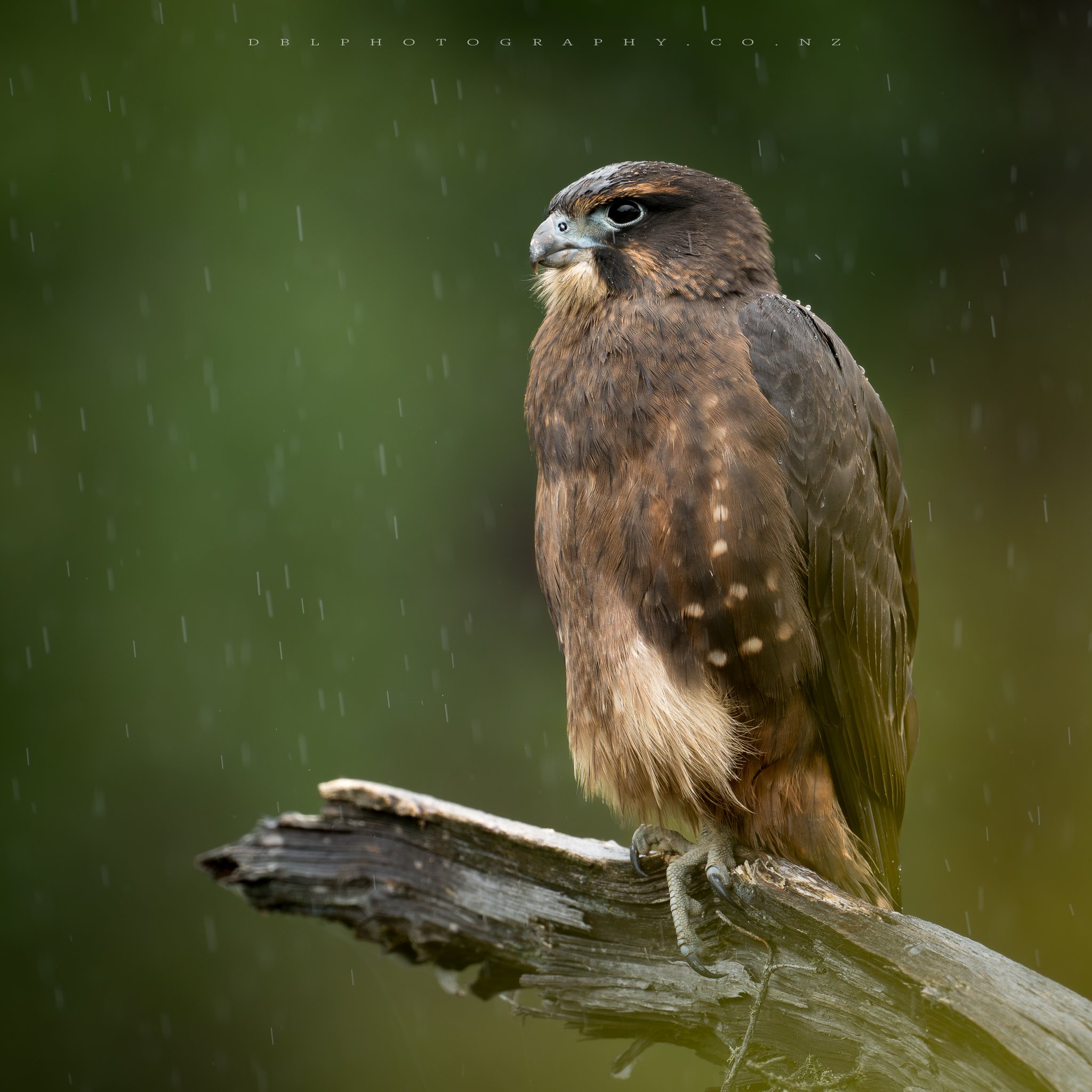 DSC_4769-Water Marked.jpg