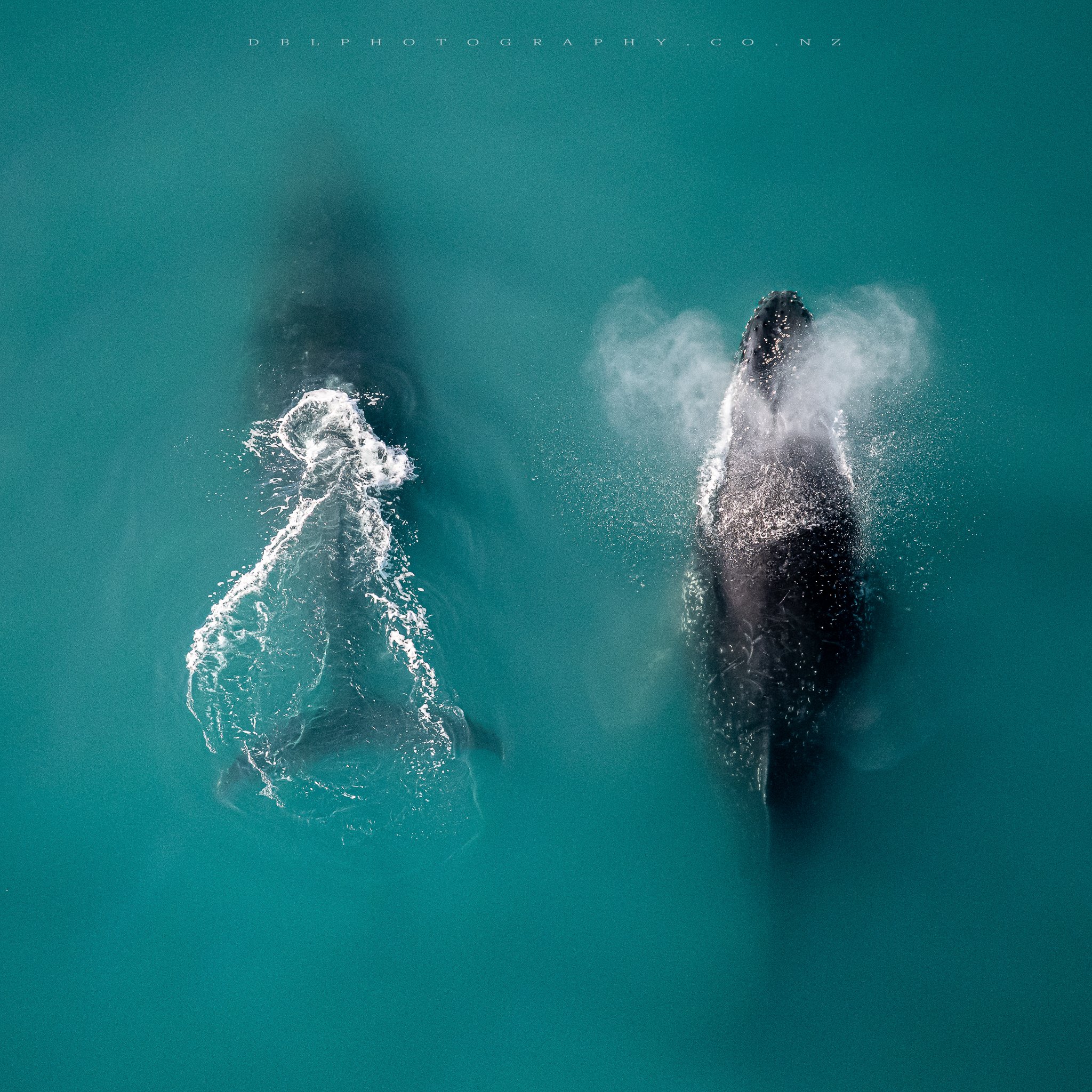 Two whales swimming in the ocean, viewed from above, with water splashing around their heads.