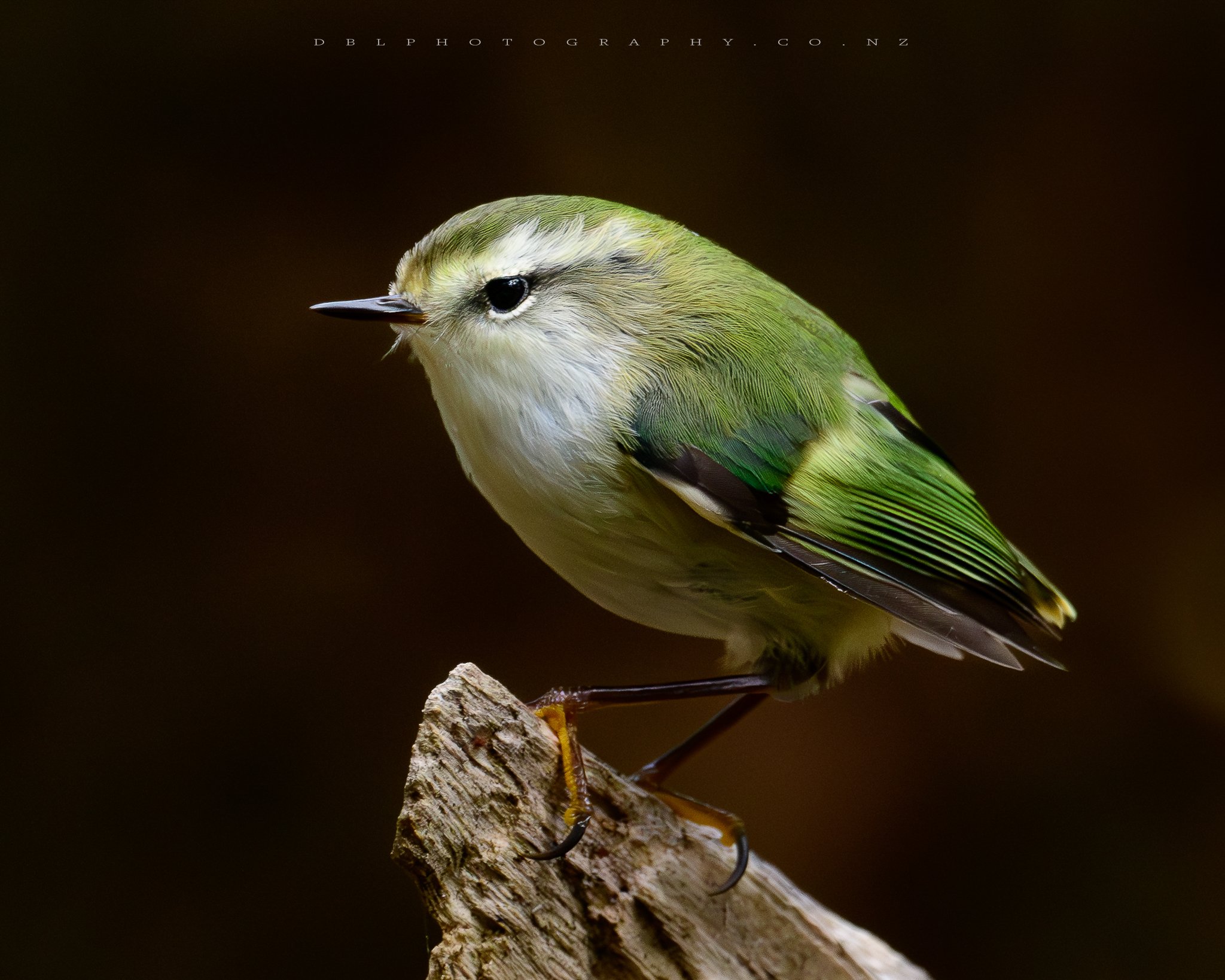 A small green and white bird perched on a piece of wood against a dark background.