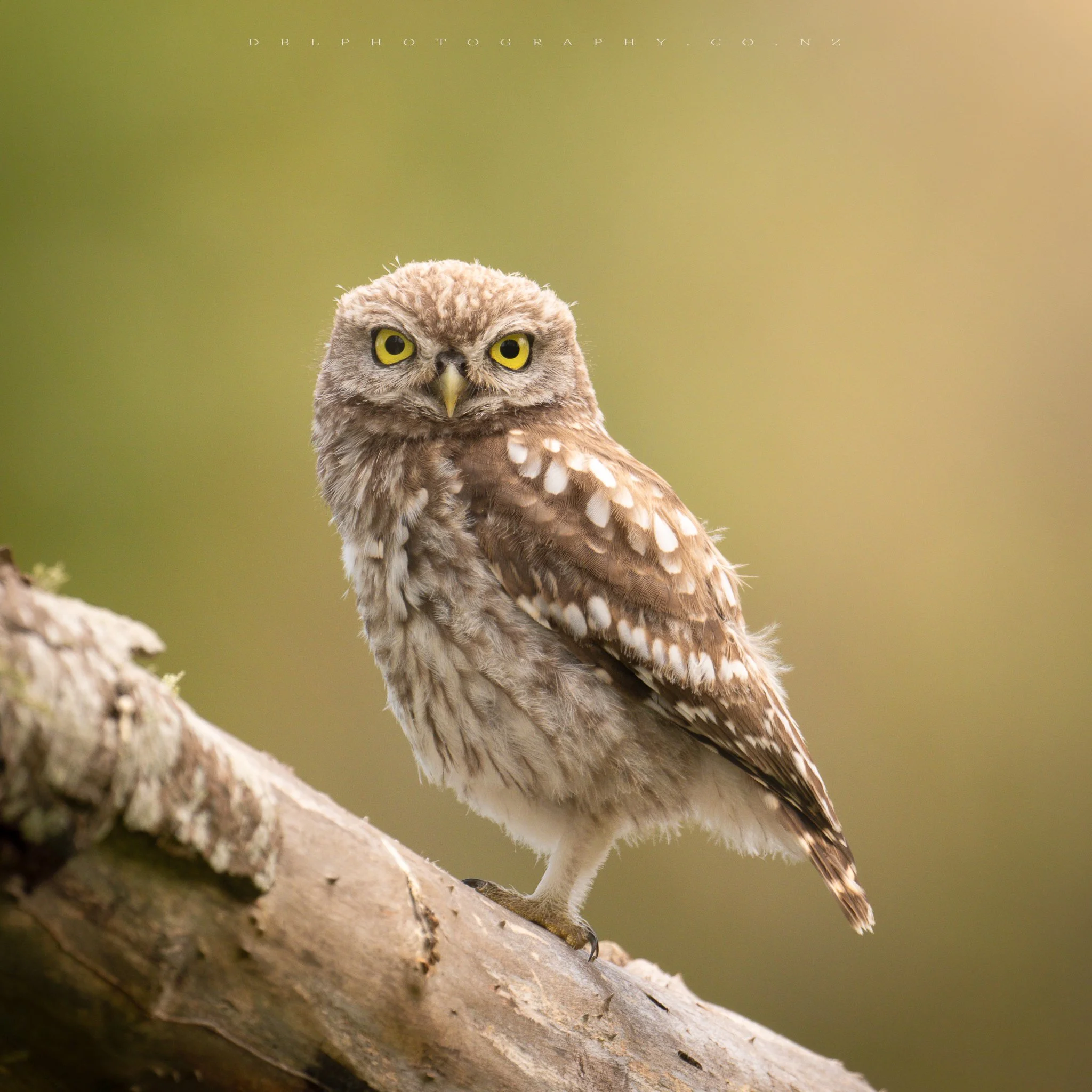 A young hawk standing on a log with a blurred green background.