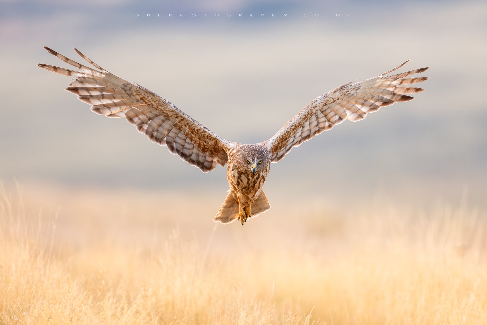 DSC_1128-Water Marked-2.jpg