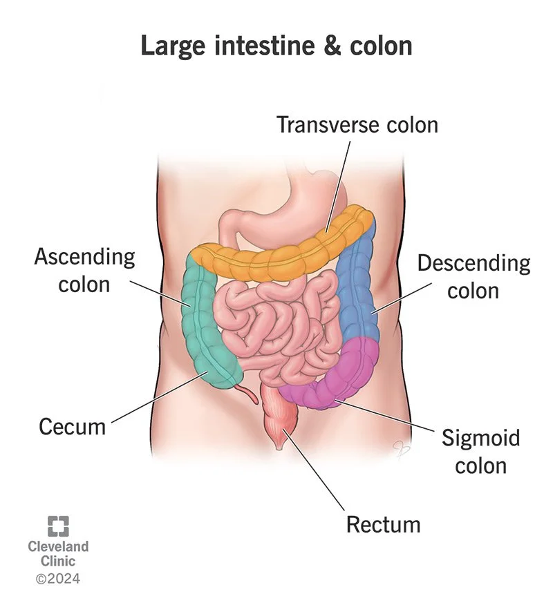 Cáncer Colorectal | Colorectal Cancer