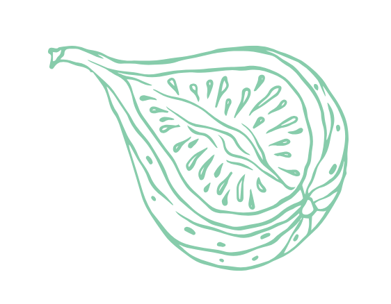 Line drawing of fig cut in half | natural herbal ingredient concept for holistic health and herbal medicine