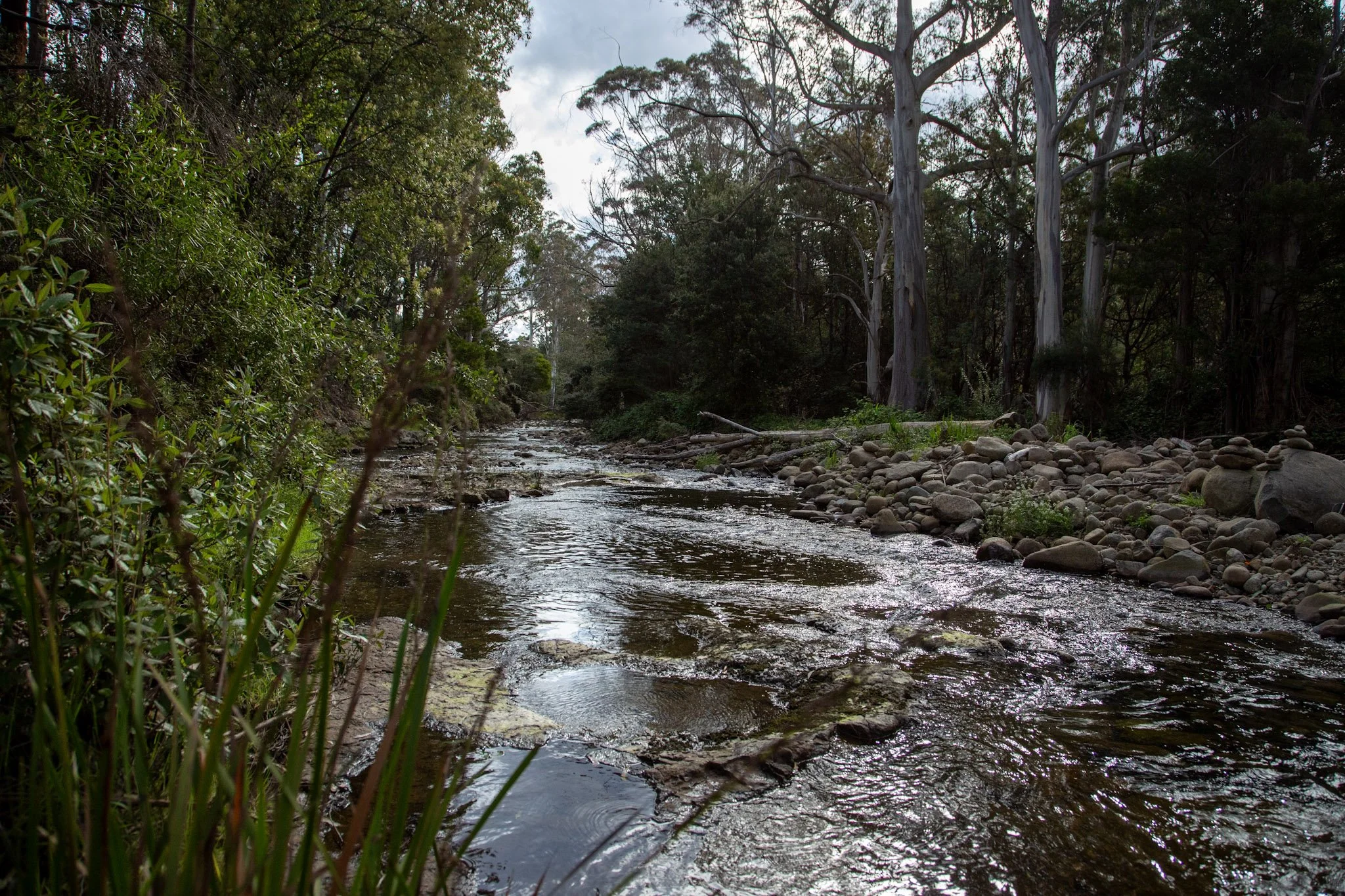 Narrow river flowing through Tasmanian forest | nature grounding and wellness landscape for holistic health imagery