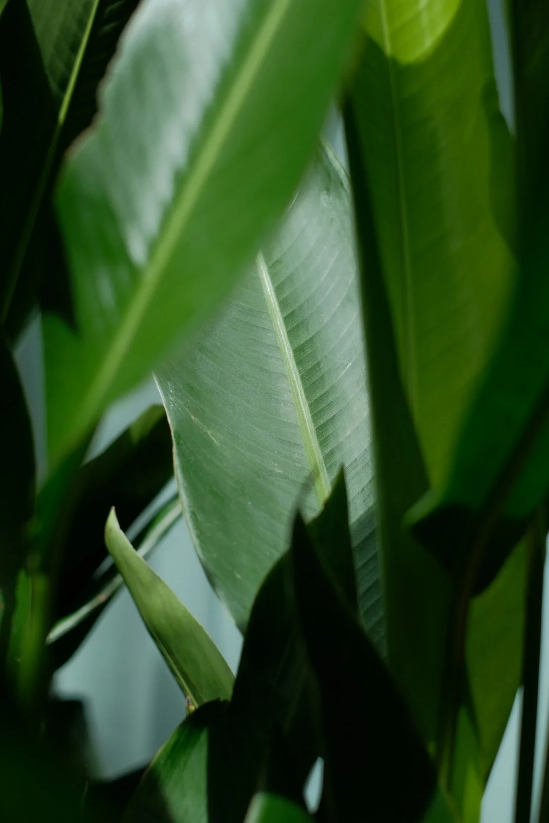 Tropical green leaves close-up with central veins | botanical herbal medicine reference for holistic wellness