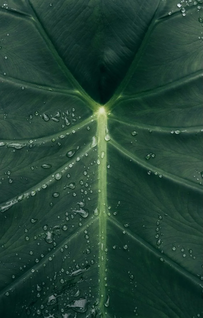 Close-up of green leaf with water droplets | botanical nature image for Simple Holistic Health herbal content