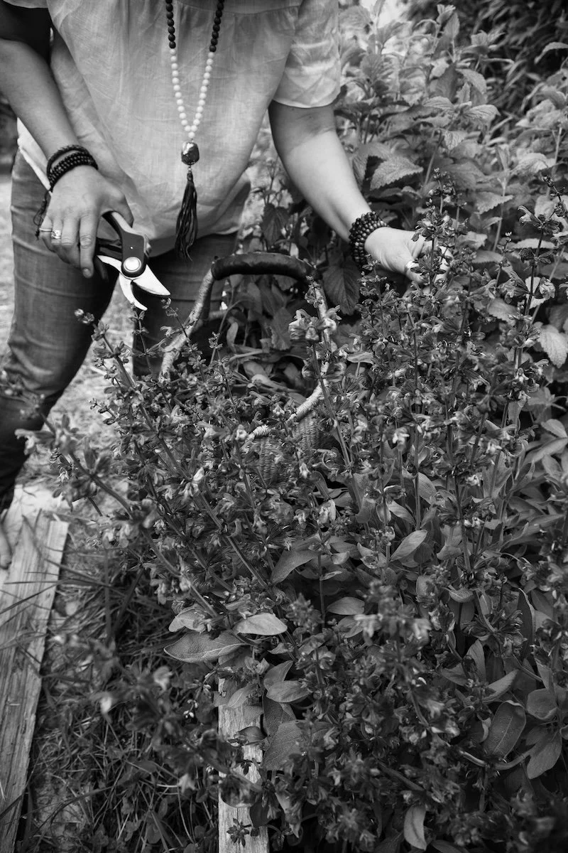 Person harvesting herbs in garden with basket and scissors | Tasmania herb gathering for herbal medicine preparation