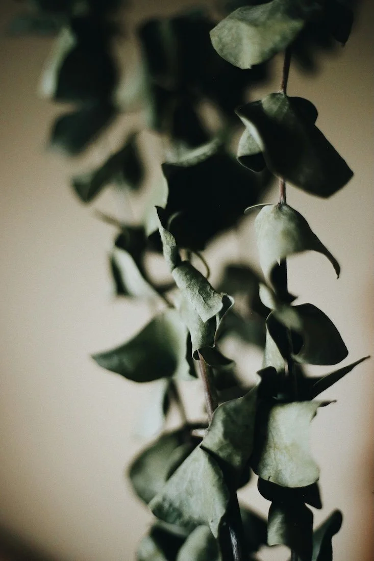 Close-up eucalyptus branch with dark green leaves | herbal botanical photo for naturopathic care and herbs