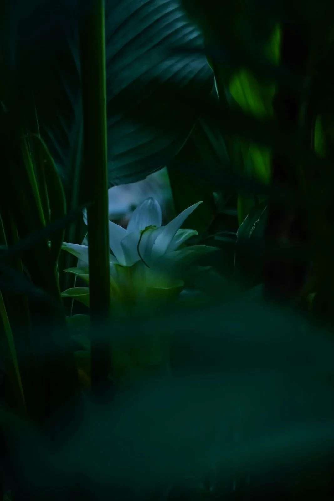 White flower close-up among dense green leaves | botanical herbal nature image for holistic wellness and care