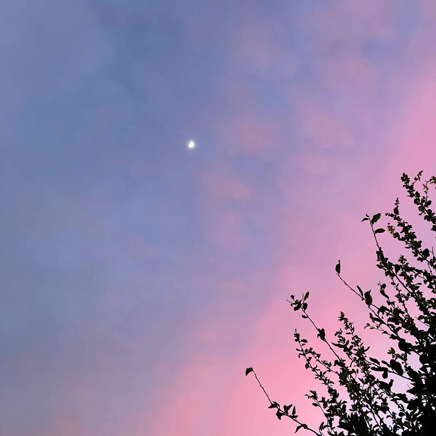 sunset with a waxing gibbous moon