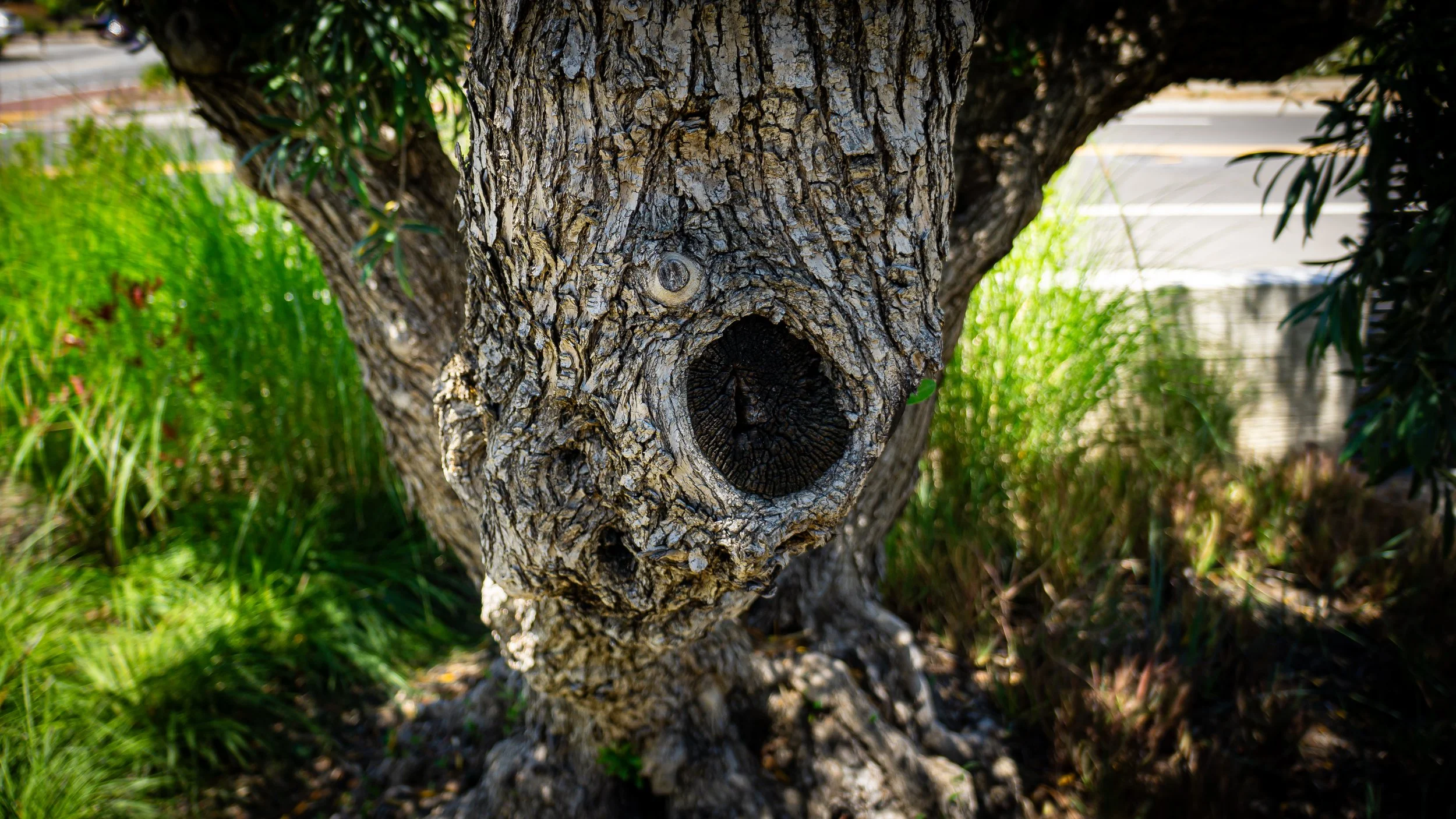 Almond Ave-5 ALT.jpg