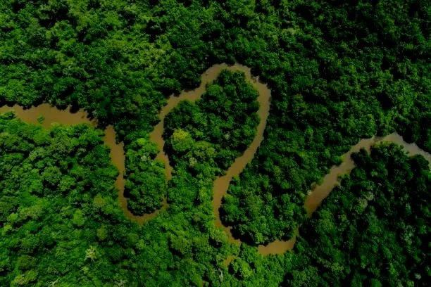 Aerial view of a winding river running through a dense green forest.