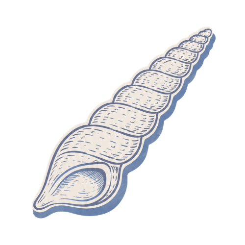 Illustration of a conch shell with detailed lines and shading.