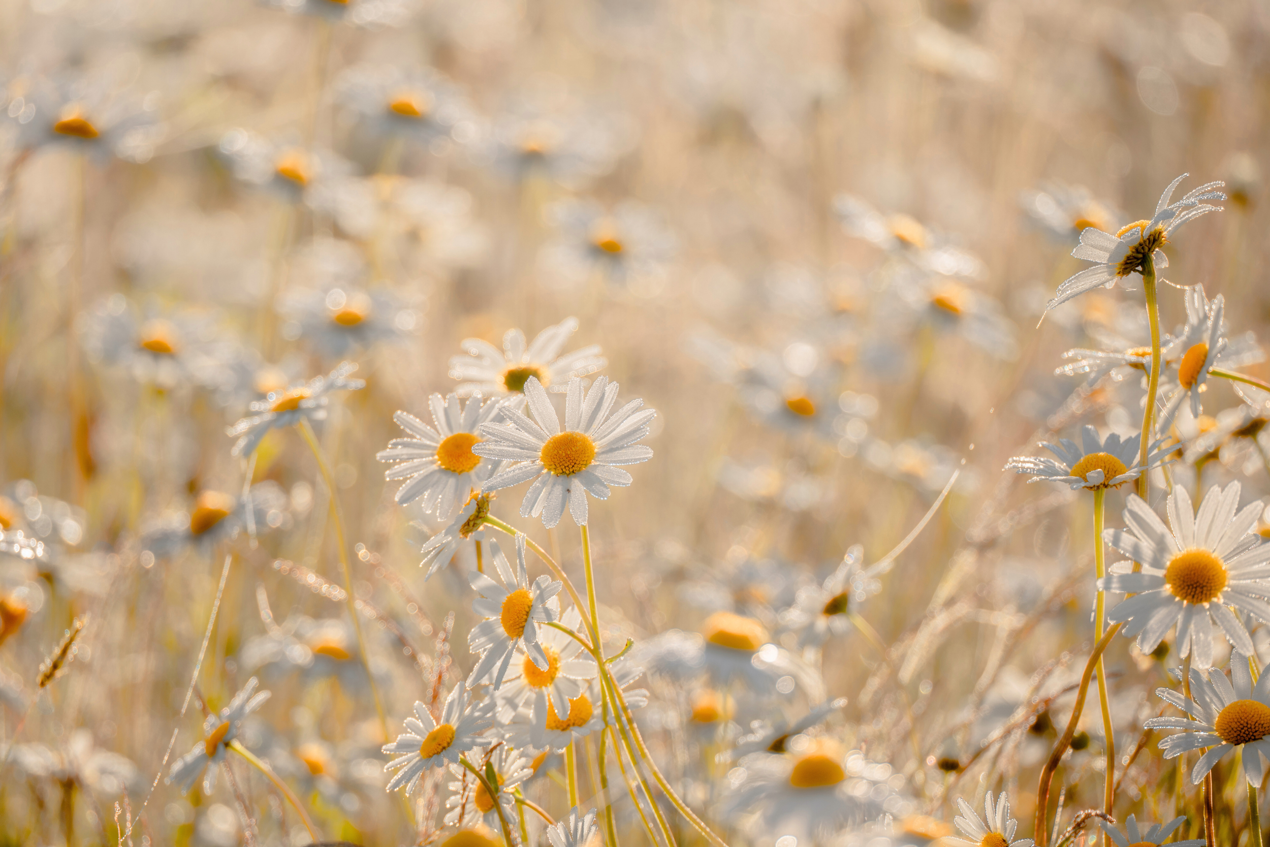 Feeling Overwhelmed? Here’s How a Licensed Therapist Can Help You Feel Better—From the Comfort of Home