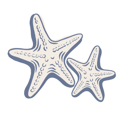 Two white starfish with textured surface details.