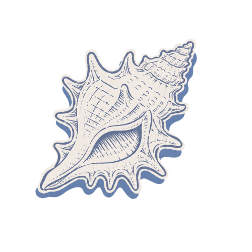 Illustration of a large seashell with detailed ridges and a conical top.