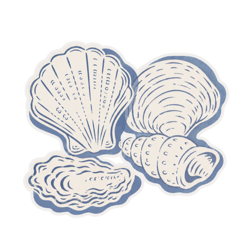 Illustration of three seashells, each with different shapes and patterns.