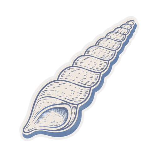 Illustration of a seashell, specifically a conch shell, with detailed line work.