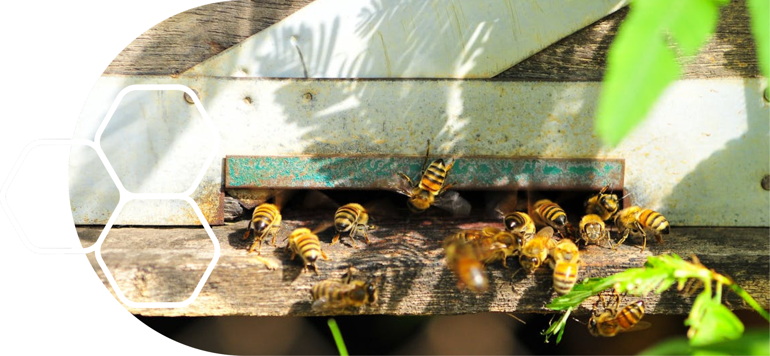 Bees entering and exiting a hive entrance on a wooden surface, sunlight and shadows cast on the scene.