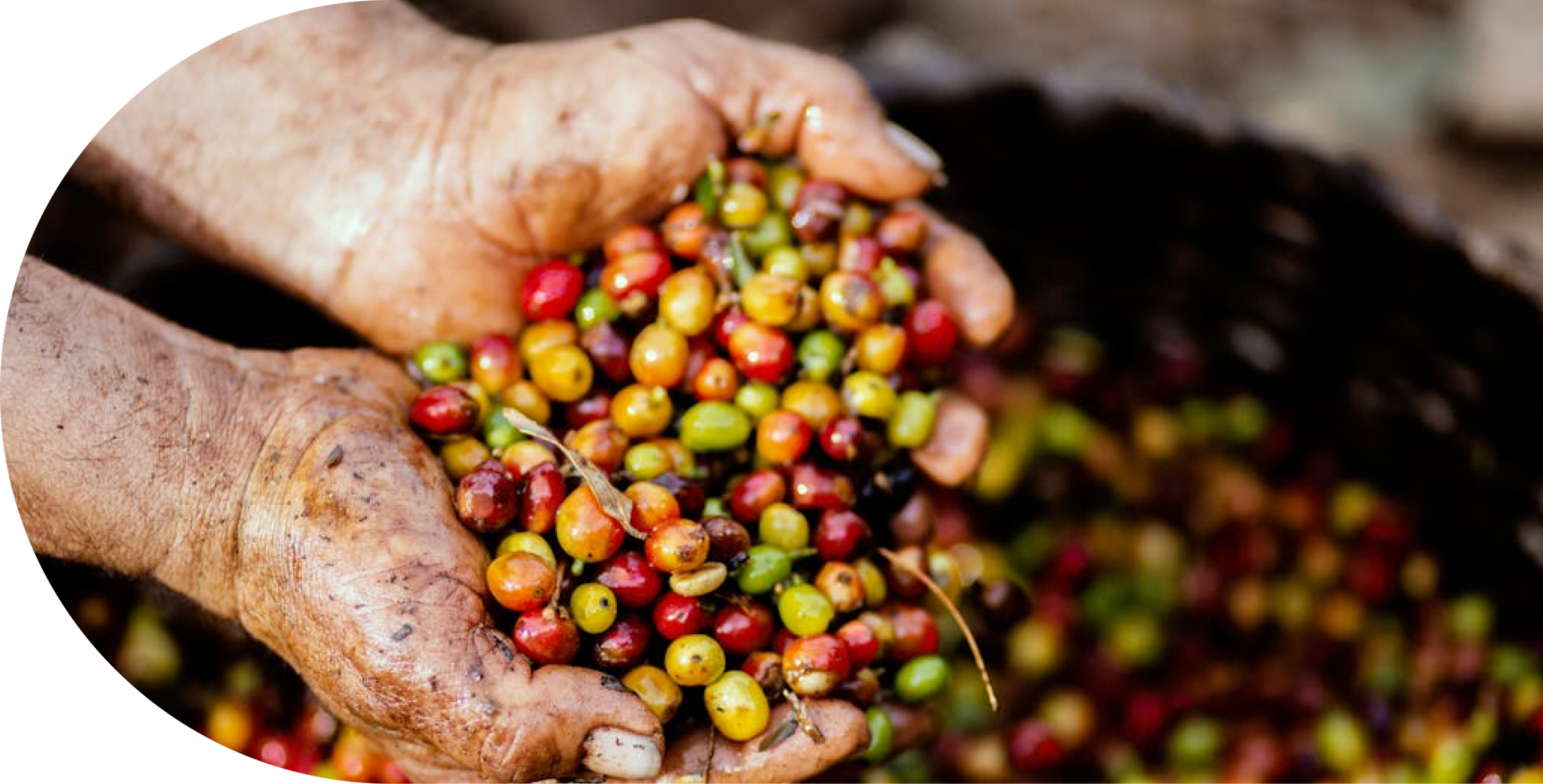 Close-up of dirty hands holding freshly harvested coffee cherries of various colors, including red, yellow, and green.