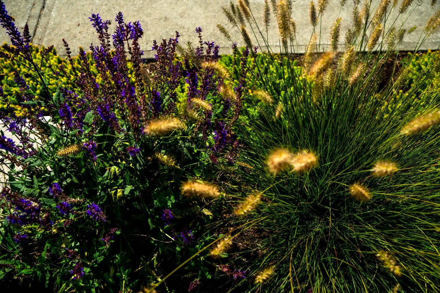 Drought-tolerant front yard planting with purple salvia and golden fountain grass, designed by Plants Become Art on Vancouver Island