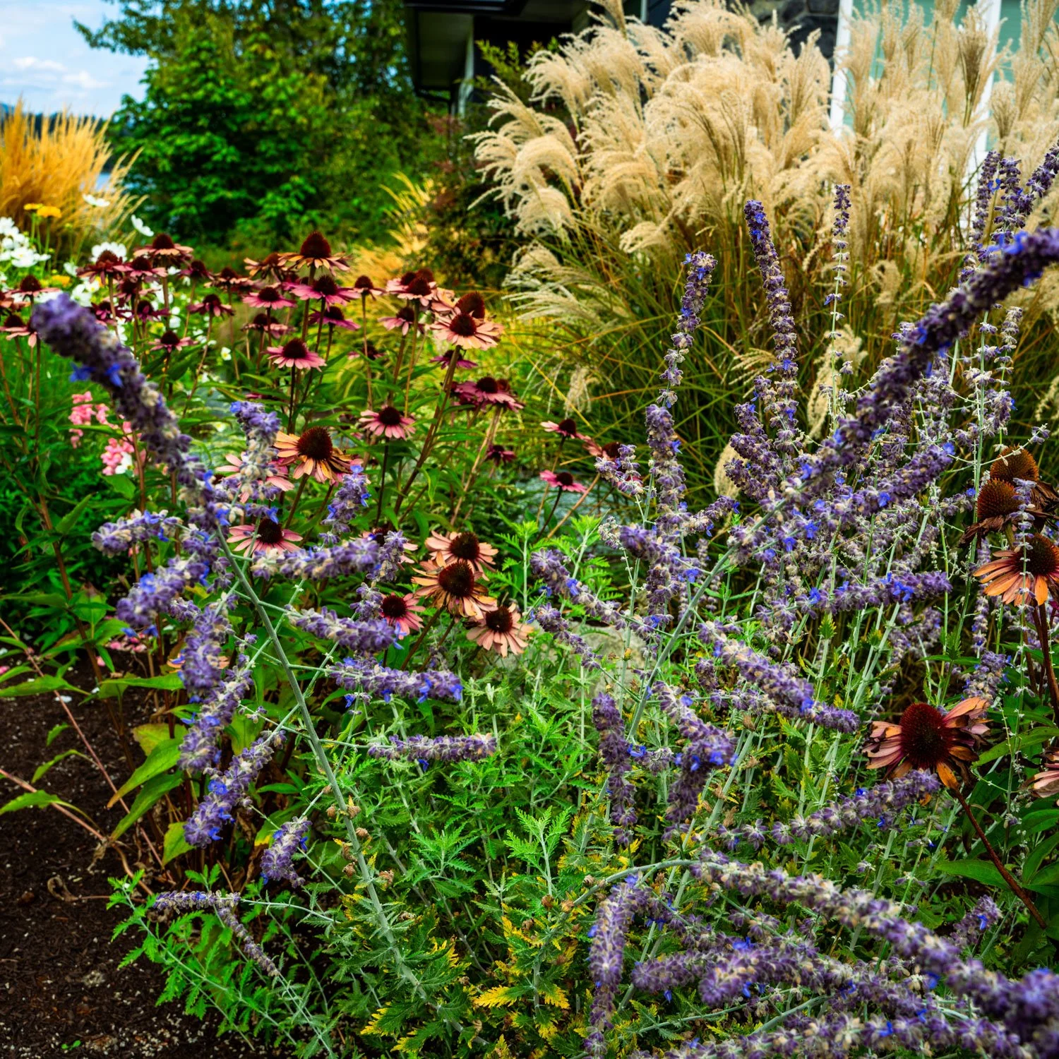 Lush perennial garden border with echinacea, Russian sage, and ornamental grasses at a stone home in Maple Bay, Cowichan Valley