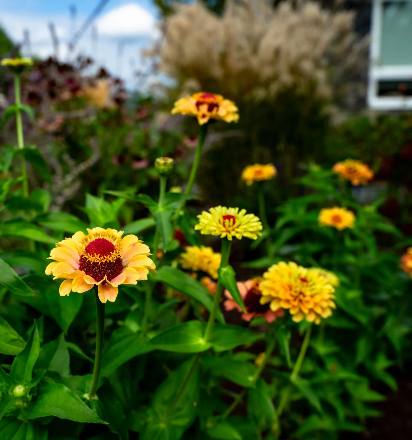 Duncan BC flower garden design featuring colourful flowers