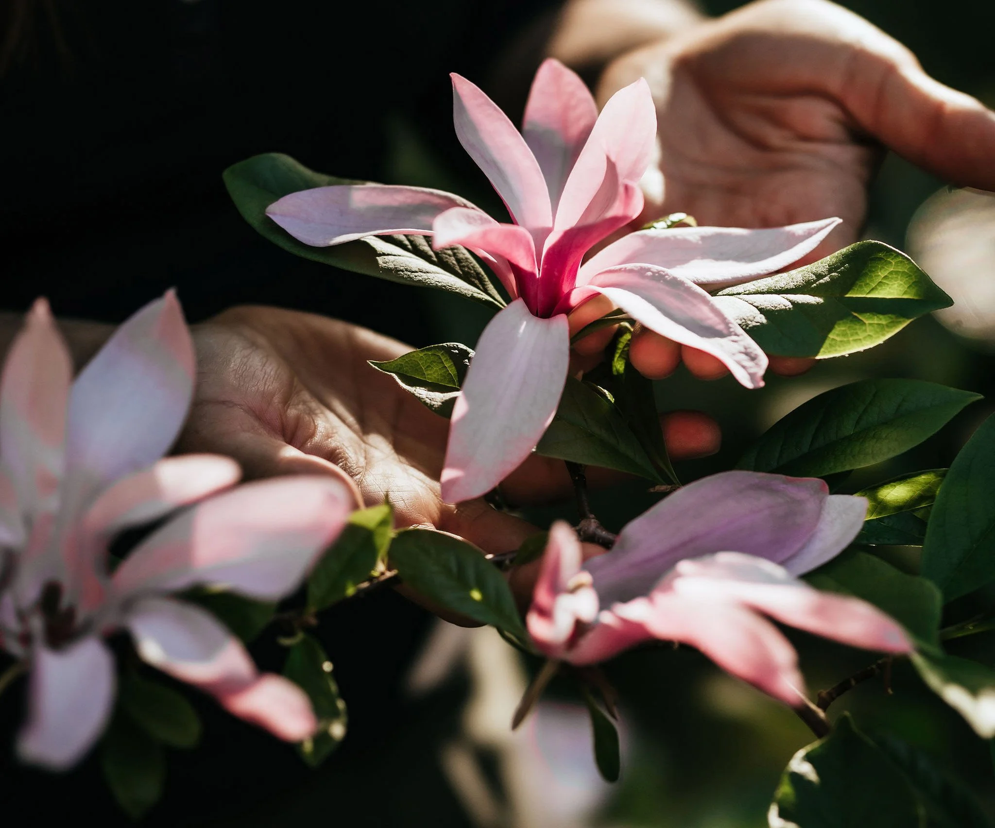 garden-designer-hands-pink-magnolia-blooms.jpg